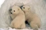 Photo of polar bear cubs
